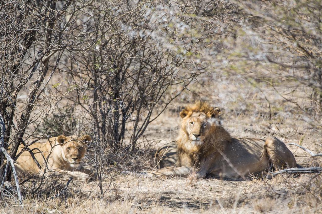 Royal Madikwe Luxury Safari Lodge Ramotshere Moiloa Exterior photo