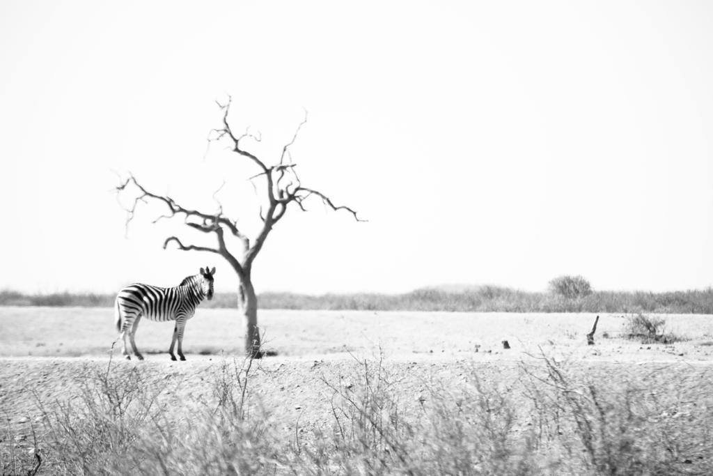 Royal Madikwe Luxury Safari Lodge Ramotshere Moiloa Exterior photo