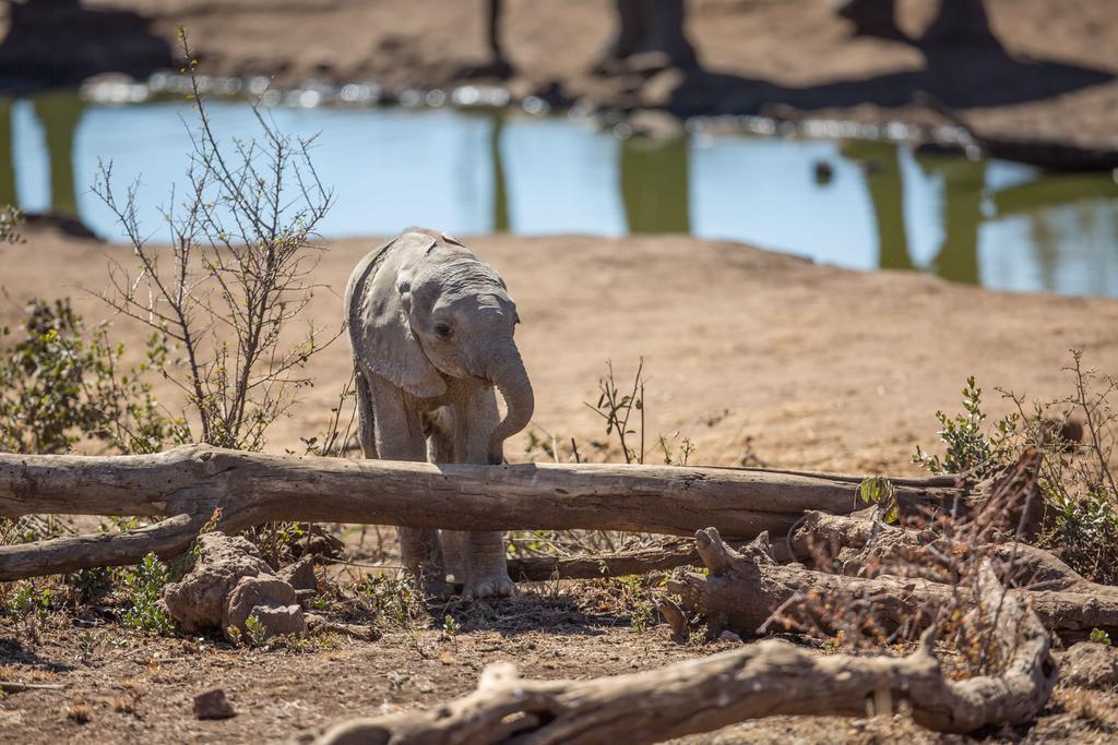 Royal Madikwe Luxury Safari Lodge Ramotshere Moiloa Exterior photo