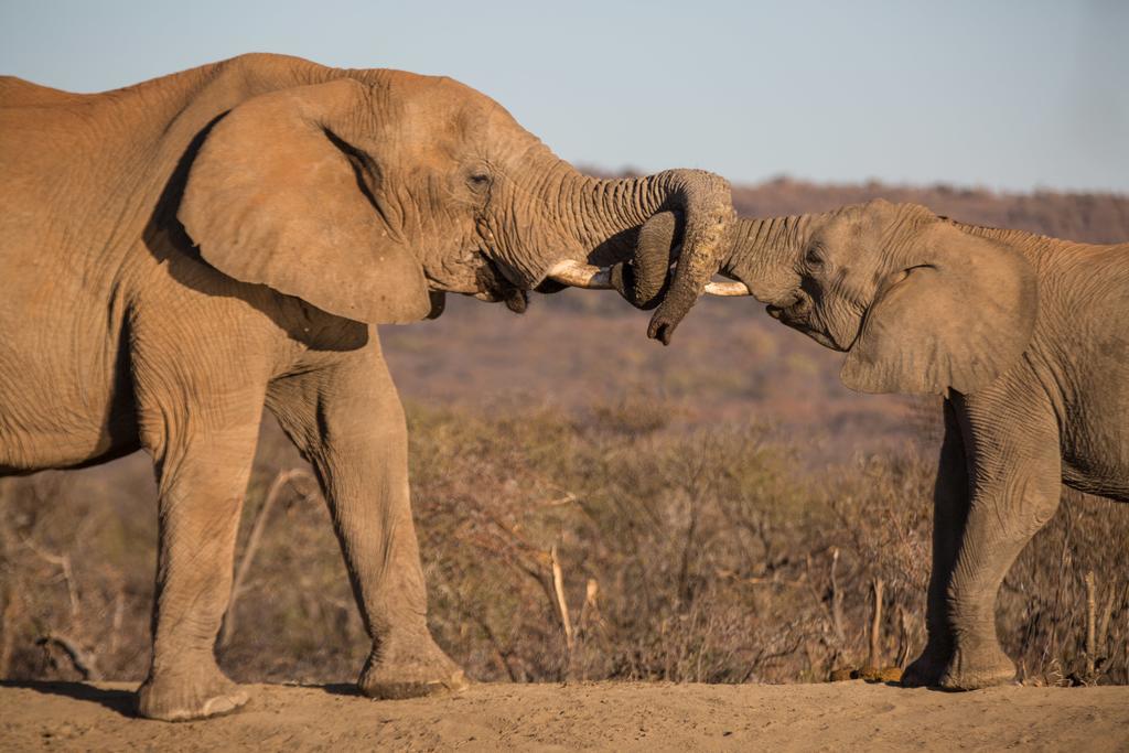 Royal Madikwe Luxury Safari Lodge Ramotshere Moiloa Exterior photo