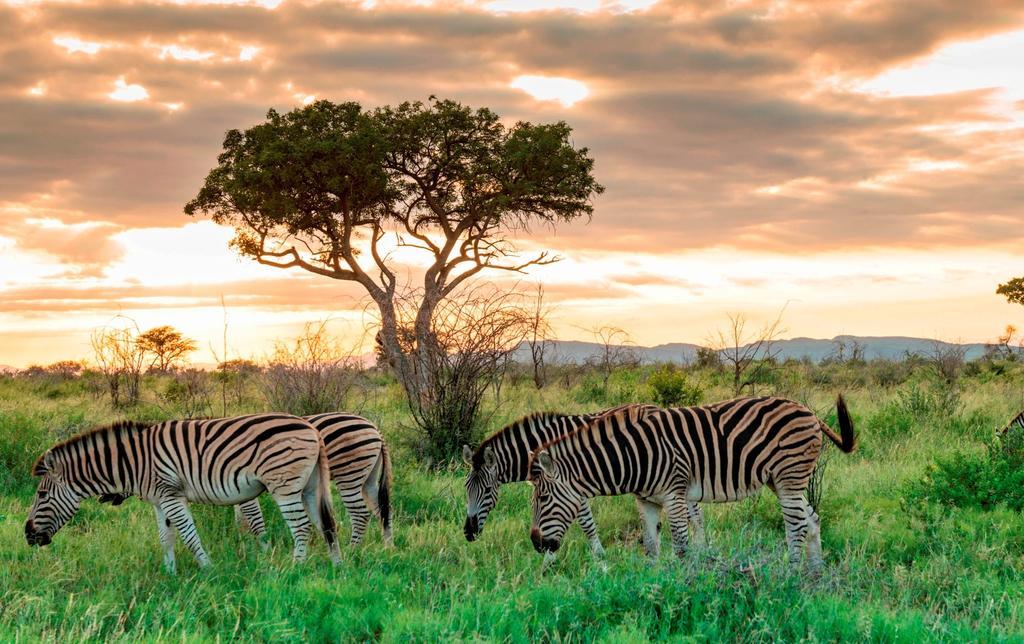 Royal Madikwe Luxury Safari Lodge Ramotshere Moiloa Exterior photo