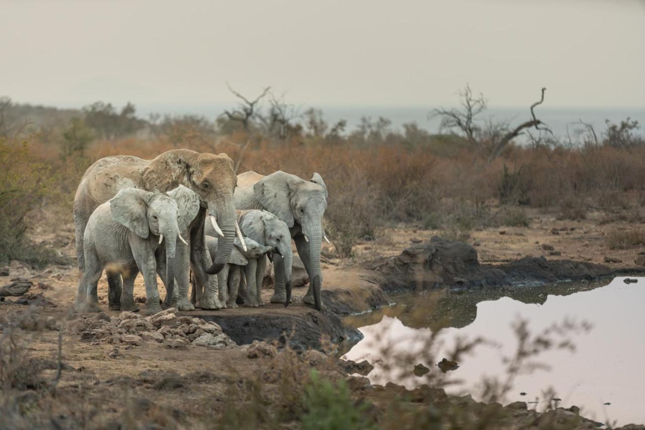 Royal Madikwe Luxury Safari Lodge Ramotshere Moiloa Exterior photo